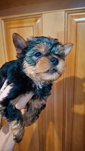 Jorkšyro Terjerų šuniukai gimė 2025 metų lapkričio 4 dieną. (4 nuotrauka iš 10)