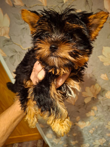 Jorkšyro Terjerų šuniukai gimė 2025 metų lapkričio 4 dieną. (9 nuotrauka iš 10)