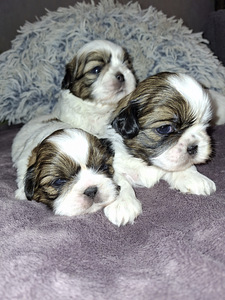 Shih Tzu šuniukai gimė sausio 28 dieną. 2026 (5 nuotrauka iš 10)