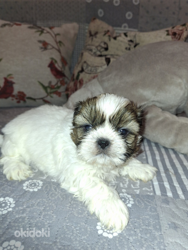 Ideali veisliniai Shih Tzu šuniukai. 28.03.2026