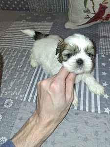 Идеальные породистые щенки ши-тцу. 28.03.2026 (8 фото из 10)