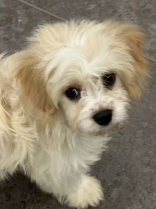 Maltipoo koiranpentu (3 valokuva sivusta 3)