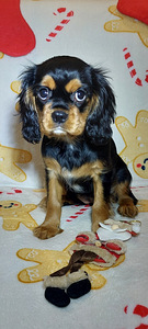 Kavalier King Charles spanjel (1 foto / 9)