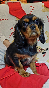 Kavalier King Charles spanjel (8 foto / 9)