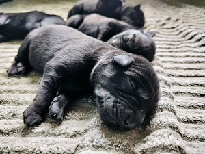 Labradorinnoutajamix (2 valokuva sivusta 2)