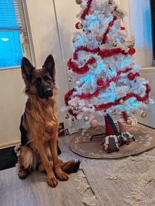 Saksanpaimenkoira (3 valokuva sivusta 5)