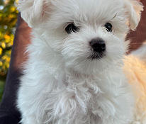 Mini maltiešu bišons gaida savus jaunos saimniekus