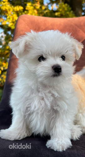 Мини мальтийская болонка, ждет своих новых хозяев