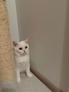 Kissanpennut (3 valokuva sivusta 3)