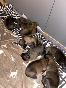 Malinois