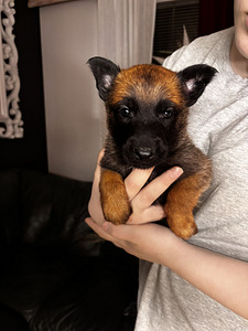 Malinois pentuja (1 valokuva sivusta 2)