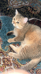 Scottish straight golden chinchilla (4 valokuva sivusta 5)