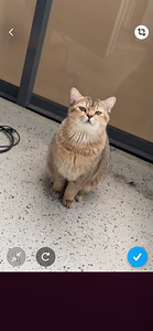 Scottish straight Golden Chinchilla (4 valokuva sivusta 4)