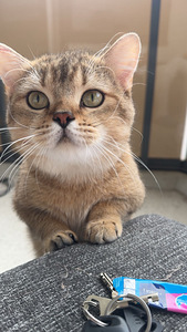 Scottish straight Golden Chinchilla (1 valokuva sivusta 4)