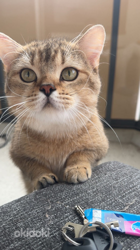Scottish straight Golden Chinchilla