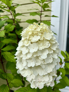 Aedhortensia ‘Magical Mount Blanc’ (3 foto / 5)