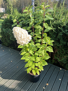 Aedhortensia ‘Magical Mount Blanc’ (4 foto / 5)