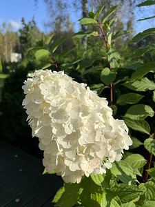Aedhortensia ‘Magical Mount Blanc’ (5 foto / 5)