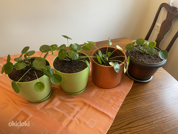Rahalill ehk pilea ehk Hiina rahapuu