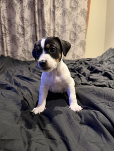 Džeka Rasela terjers (1 foto no 6)