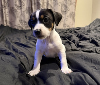 Джек-рассел-терьер