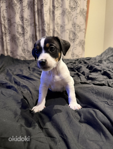 Džeka Rasela terjers