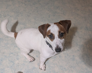 Myydään naaraspuolinen jackrussellinterrieri. (2 valokuva sivusta 3)