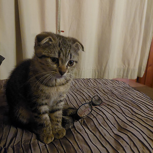 Sekarotuinen tyttökissa (3 valokuva sivusta 4)