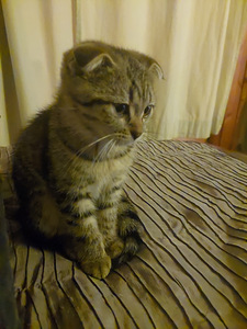 Sekarotuinen tyttökissa (4 valokuva sivusta 4)