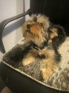 Продается щенок йоркширского терьера (1 фото из 3)