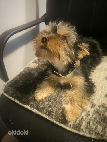 Pārdodas Jorkšīras kucēns