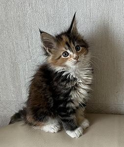 Mejn kun (1 foto no 2)