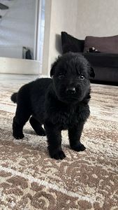 Длинношерстные щенки немецкой овчарки (4 фото из 8)