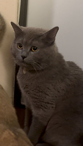 Harmaa lyhytkarvainen kotikissa – 2-vuotias uros (leikkaamat (3 valokuva sivusta 6)