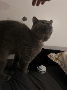 Harmaa lyhytkarvainen kotikissa – 2-vuotias uros (leikkaamat (4 valokuva sivusta 6)