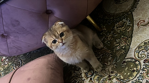 Scottish Fold Golden Chinchilla – Upea ja harvi (2 valokuva sivusta 5)