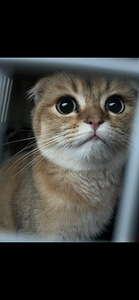 Scottish Fold Golden Chinchilla – Upea ja harvi (5 valokuva sivusta 5)