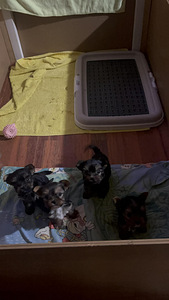 Yorkshire terrieri (5 valokuva sivusta 6)