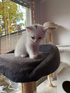 Kissat pennut (8 valokuva sivusta 10)