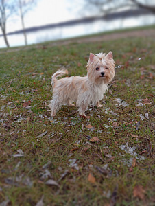 Golddust Yorkie (10 foto / 10)