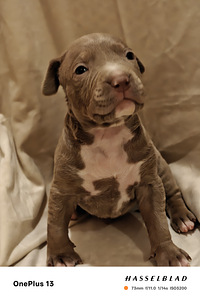American Bully XL pennut (2 valokuva sivusta 5)