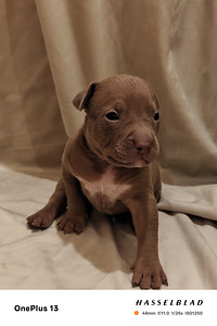 American Bully XL pennut (3 valokuva sivusta 5)
