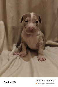 American Bully XL pennut (4 valokuva sivusta 5)
