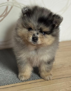 Шпиц (2 фото из 9)