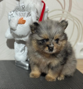 Шпиц (9 фото из 9)