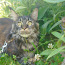 Otsin paaritamiseks Maine Coon kassi (foto #1)