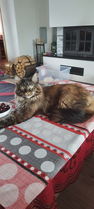 Maine Coon ootab peigmeest