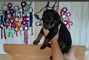 Продаю щенков Добермана (1 фото из 1)