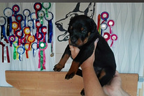 Продаю щенков Добермана