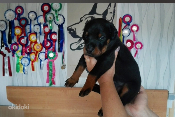 Pãrdodu Dobermana kucēnus